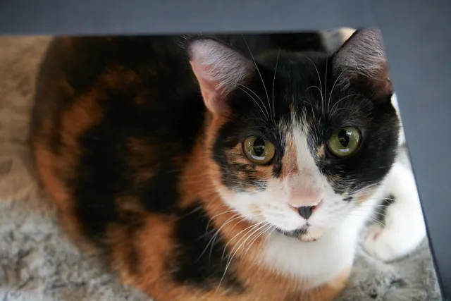 One of Spencer's cats