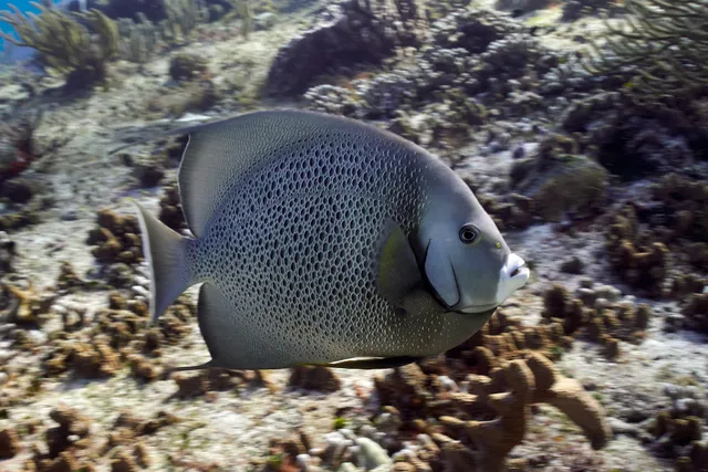 A gray angelfish