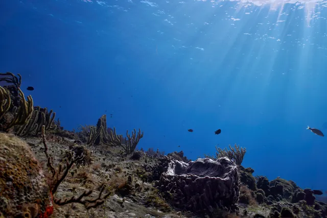 A view out on the reef with some sunrays peaking through the surface