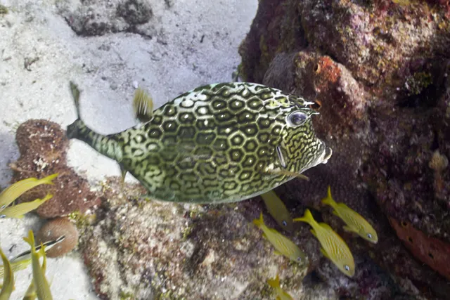 A honeycomb cowfish