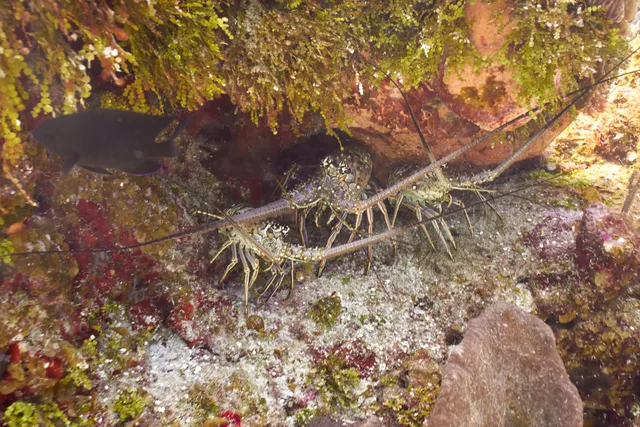 A trio of lobsters hiding under a rock