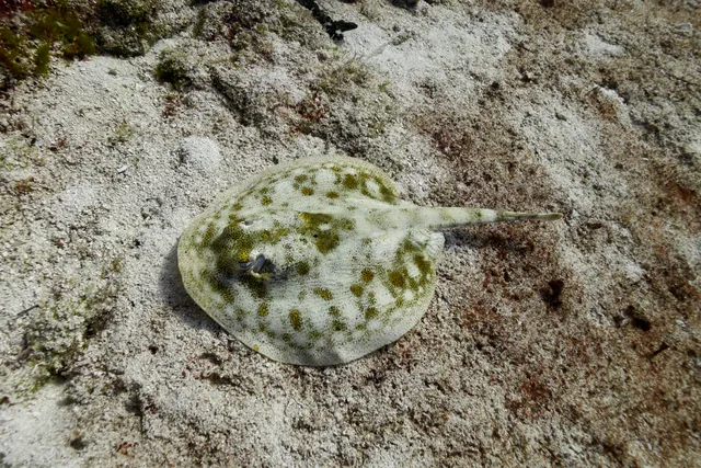A sand stingray