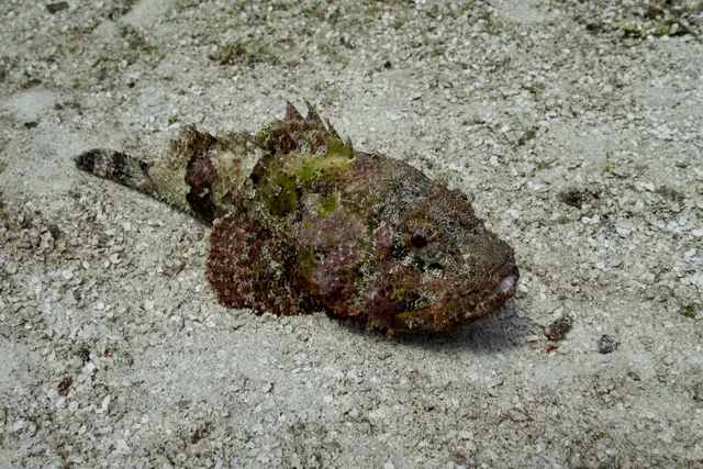 A scorpionfish out in the open!