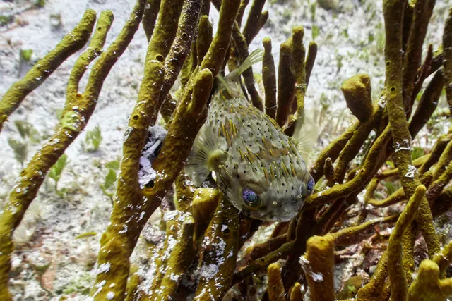 A porcupine fish hiding amongst some coral