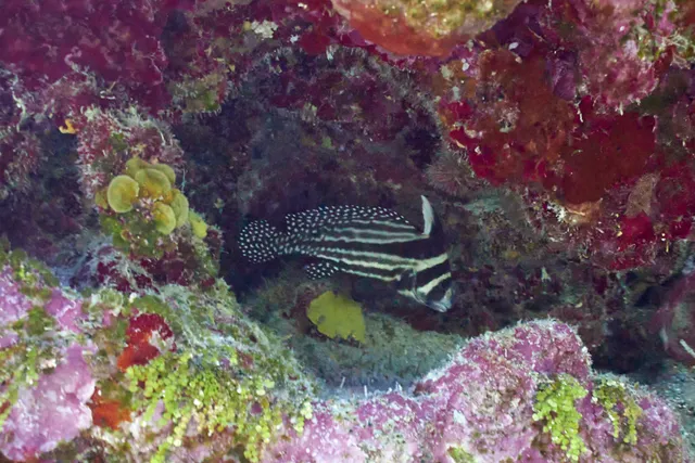 An adolescent Spotted Drum fish