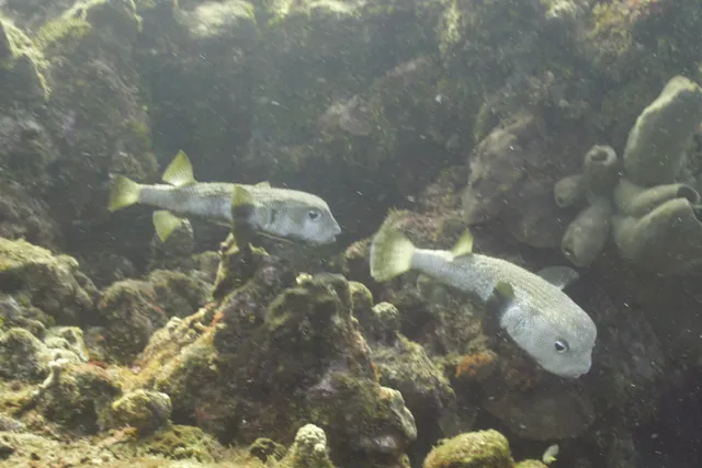 Two pufferfish in the middle of a mating dance