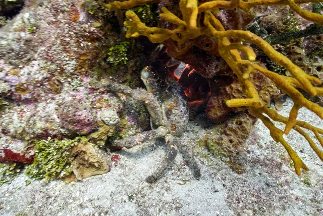 A crab hiding under a rock