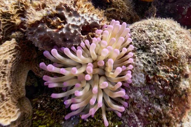 A giant Caribbean Sea Anemone