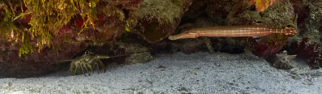 An Atlantic Trumpetfish and a lobster