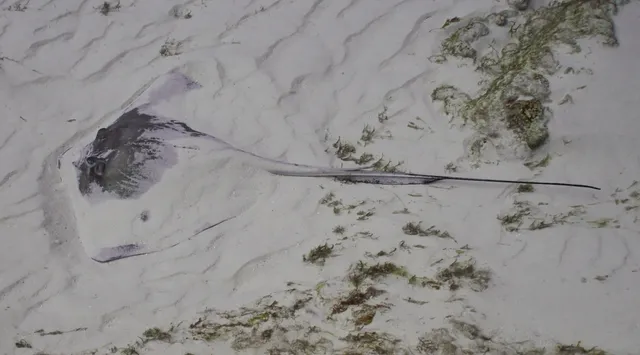 A stingray burried in the sand