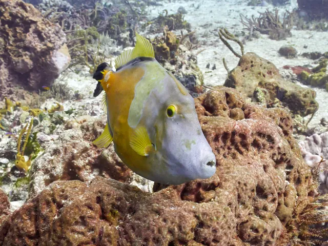 An American Whitespotted Filefish baring his teeth