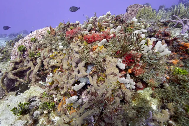 At a large mound of coral
