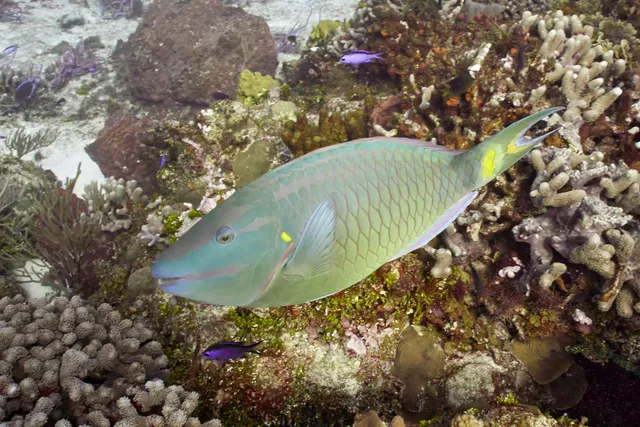 A stoplight parrotfish