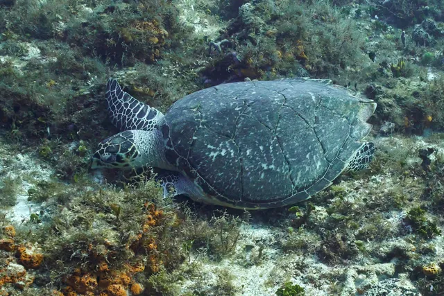 A seaturtle munching on some underwater vegitation