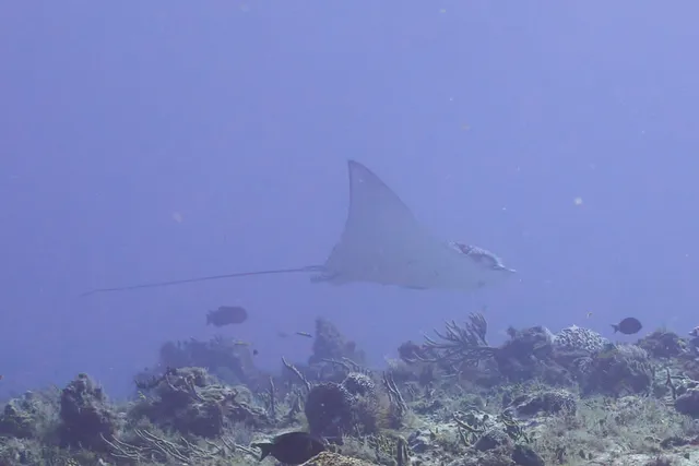 A spotted eagle ray off in the distance