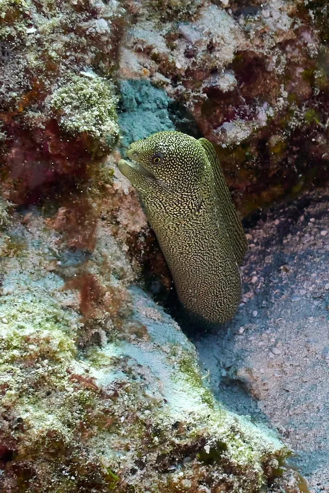 A spotted moray eel peaking out of a hole