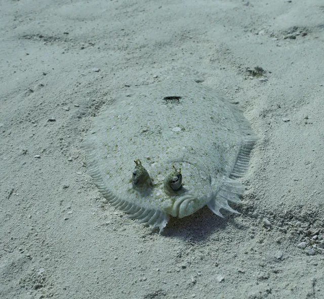 A flatfish blending into the sand