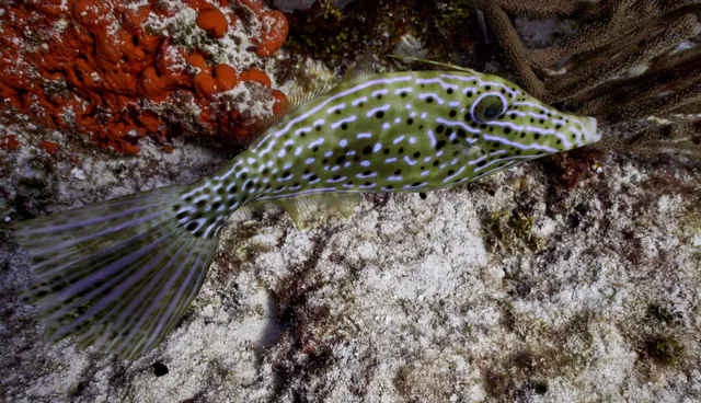 A scrawled filefish