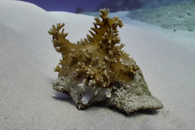 A seashell on the sea floor