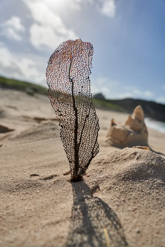 A dead piece of coral sticking up in the sand