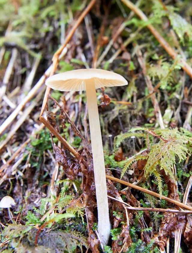A tiny mushroom in Tongass National Forest