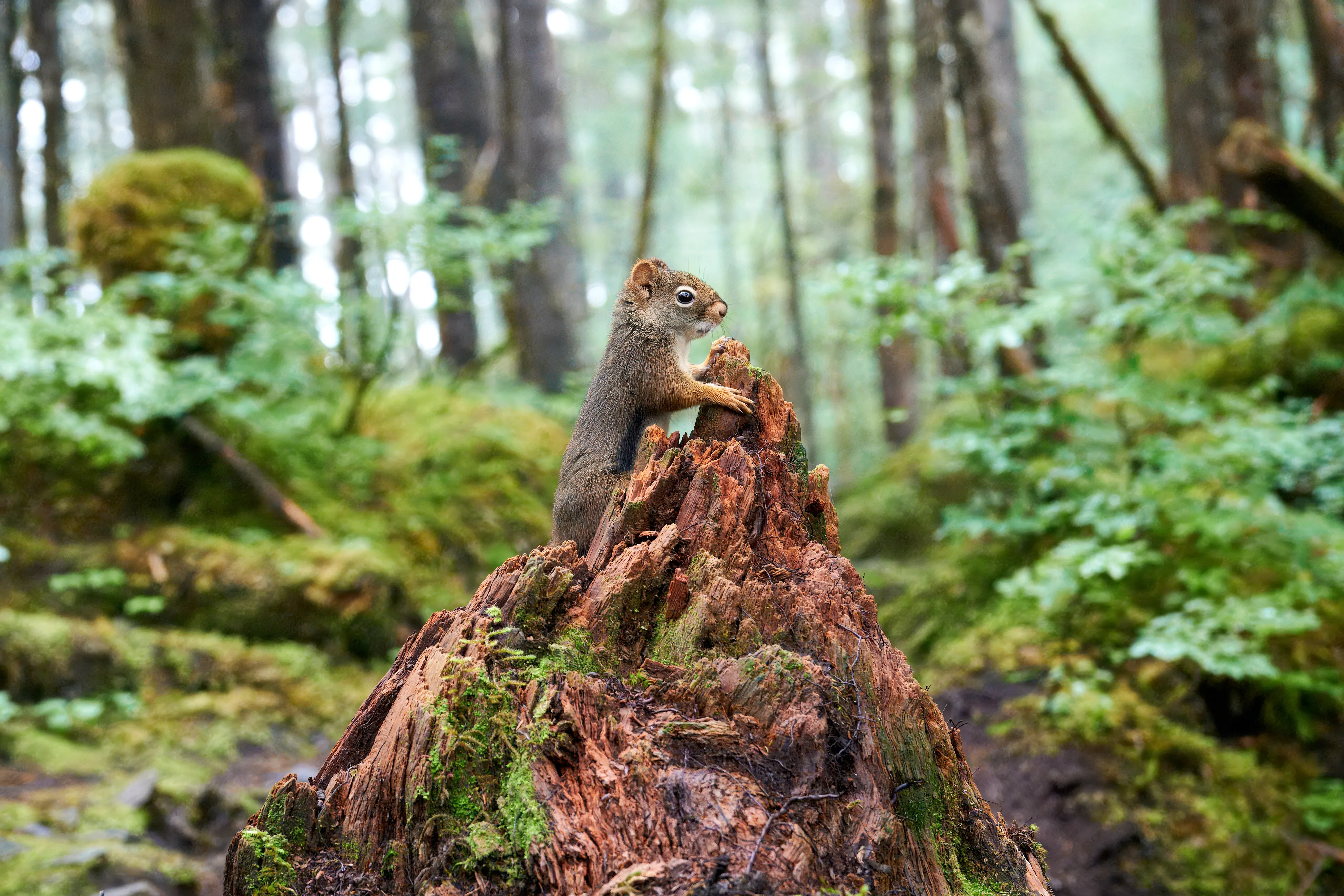A background of squirrel climbing the side of a decaying tree stump.
