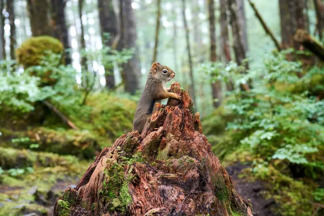 A squirrel climbing the side of a decaying tree stump