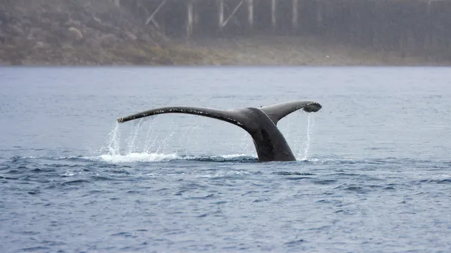 A humpback whale diving into the bay
