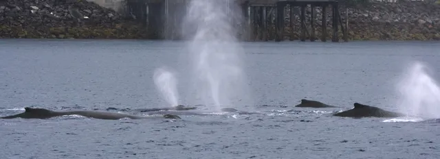 A pod of humpback whales at the surface