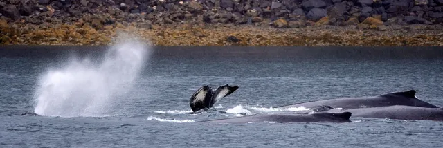 A pod of humpback whales beginning to dive below the surface