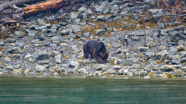 A bear forraging for some food