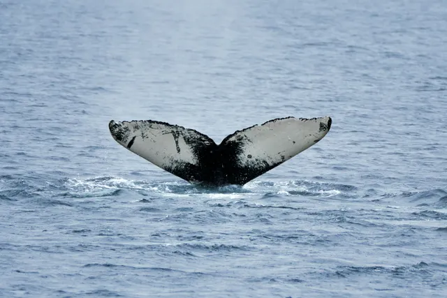 A tail of a humpback whale just before it completely dissappears under the water