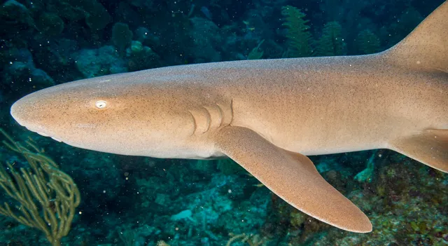 A nurse shark side-eyeing the camera