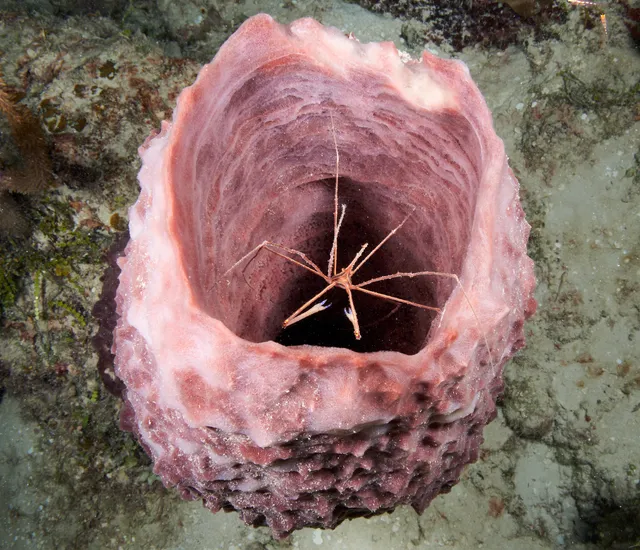 An arrowhead crab in a sea sponge