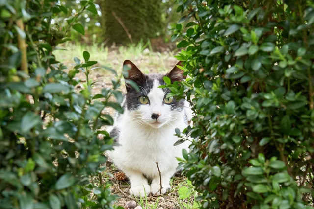 A cat peaking out between some bushes
